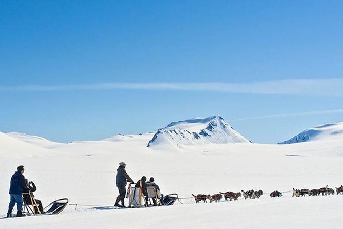 Alaska Helicopter and Glacier Dogsled Tour - ANCHORAGE AREA - Meeting the dogs after the ride