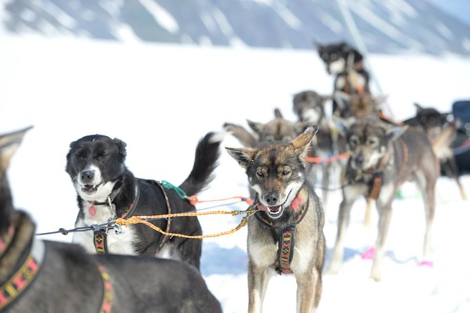 Alaska Helicopter and Glacier Dogsled Tour - ANCHORAGE AREA - Who should book this Alaska tour?