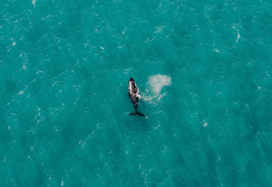 Albany: 60 min scenic helicopter flight - Watching for whales, sharks, and salmon