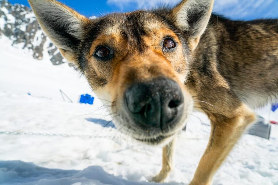 Anchorage Area: Helicopter and Glacier Dogsled Tour - Clothing, footwear, and what not to carry