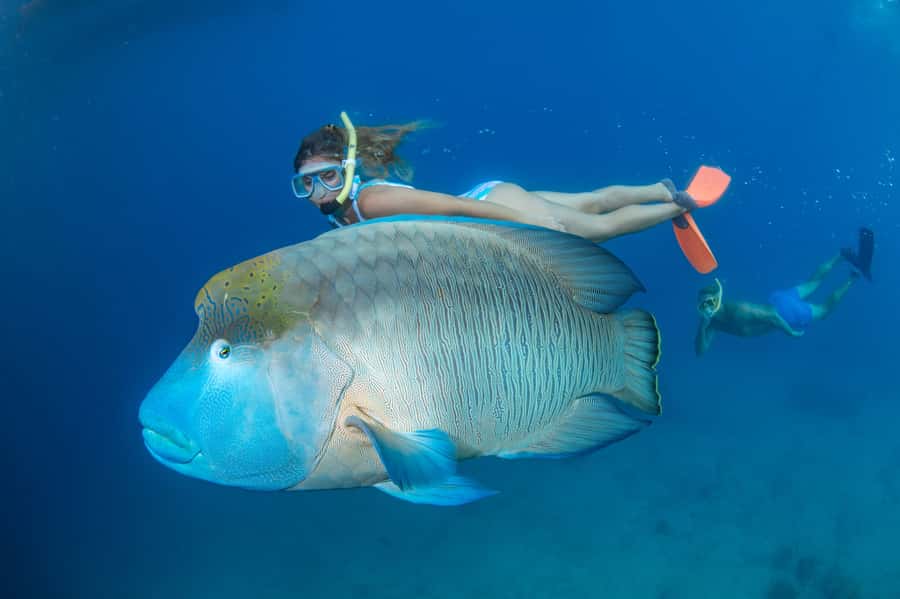 Cairns: Great Barrier Reef Cruise & 10 Minute Helicopter - Key points to know before booking