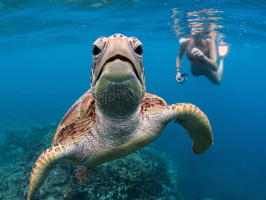 Cairns: Great Barrier Reef Pontoon, Travel by Helicopter - Snorkeling with supplied equipment
