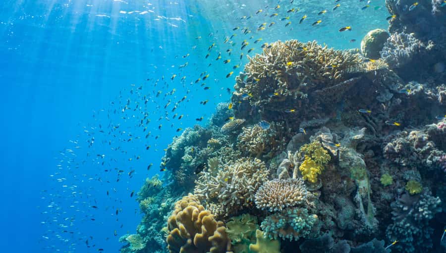Cairns: Half Day Helicopter & Snorkeling Tour - Timing problems are the main risk