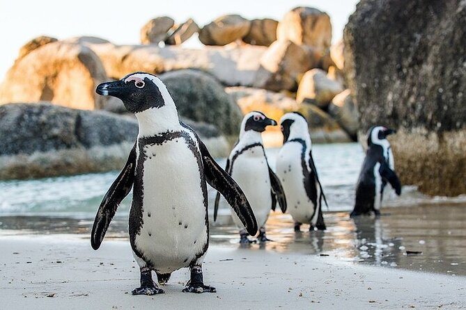 Cape Town Atlantic Helicopter Private Tour including Penguins Cape Point & Lunch - A helicopter start at the V&A Waterfront