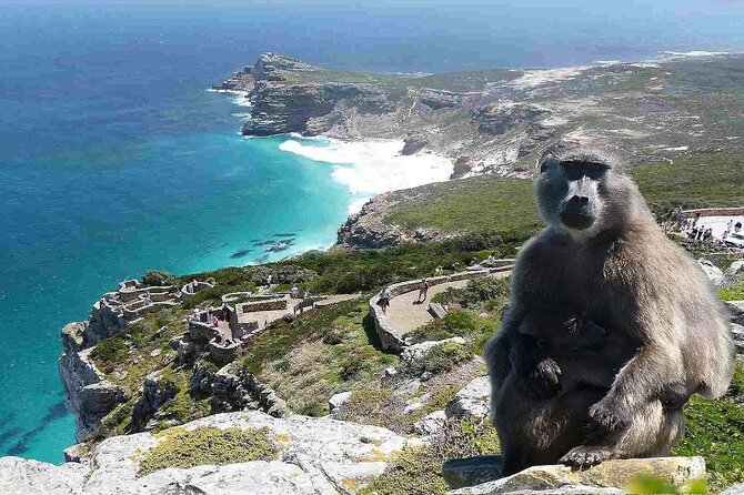 Cape Town Atlantic Helicopter Private Tour including Penguins Cape Point & Lunch - Boulders Beach and the African penguins