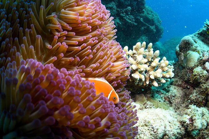 Full Day Reef Cruise and 10 Minute Helicopter Scenic Flight - Snorkeling, swimming, and scuba options