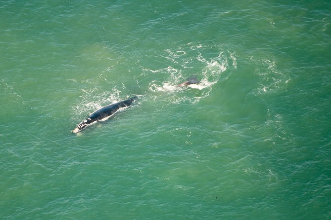 Full Peninsula Scenic Helicopter Flight with Free Boat Cruise - What the live commentary adds