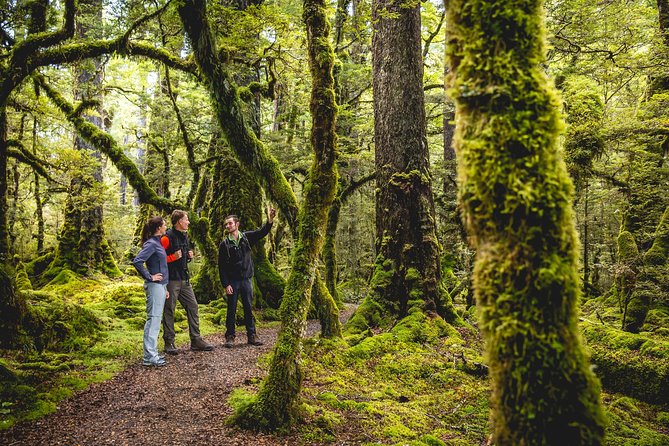 Guided Kepler Track Heli Hike - The long descent through Fiordland National Park