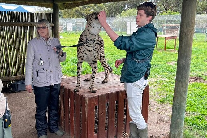 Helicopter, Boat Cruise, Big 5 Safari and Winelands Scenic Experience in 4 Days. - Day 1: Helicopter views, African art, and the Atlantic Ocean