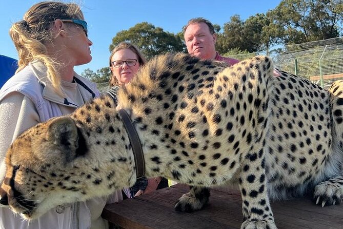 Helicopter, Boat Cruise, Big 5 Safari and Winelands Scenic Experience in 4 Days. - Comfort, group size, and what the price really covers