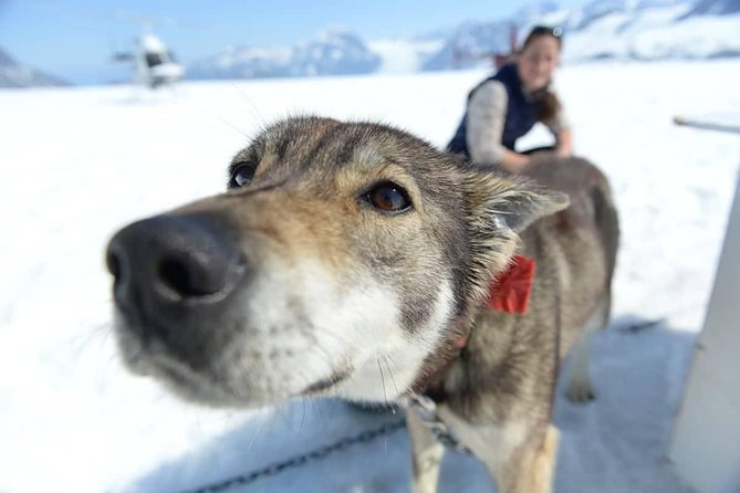 Helicopter Glacier Dogsled + Knik Glacier Landing- Anchorage Area - Landing on the glacier and walking across the ice