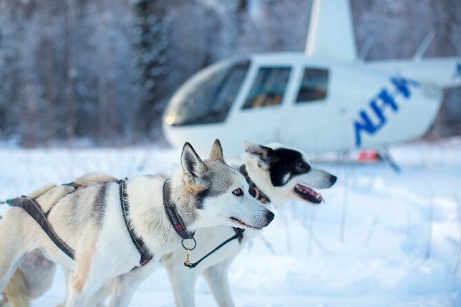 Helicopter Glacier Dogsled + Knik Glacier Landing- Anchorage Area - Group size, weather, and what to wear