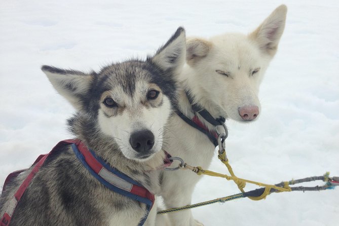 Helicopter To a Dogsledding Experience - Flying from Juneau to Herbert Glacier