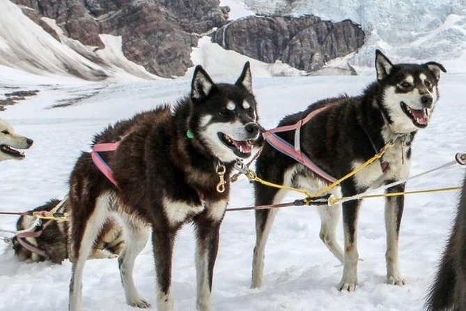 Helicopter To a Dogsledding Experience - What happens at the airport before takeoff