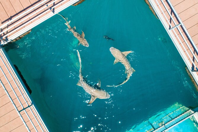Horizontal Falls Helicopter Adventure from Broome - Swimming in a shark-free enclosure