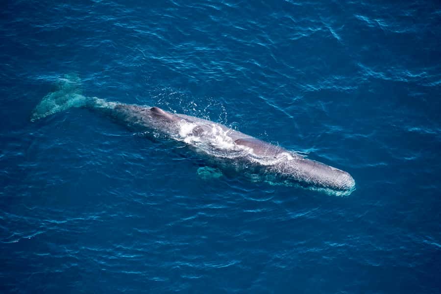 Kaikoura: 1-Hour Whale Watching Helicopter Tour - The Kaikōura Airport briefing and takeoff