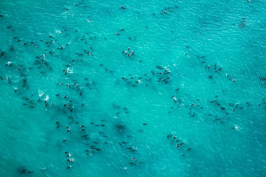 Kaikoura: 1-Hour Whale Watching Helicopter Tour - What the $792 price really buys