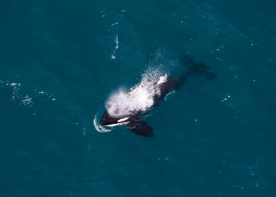 Kaikoura: 1-Hour Whale Watching Helicopter Tour - Comfort, safety, and practical limits