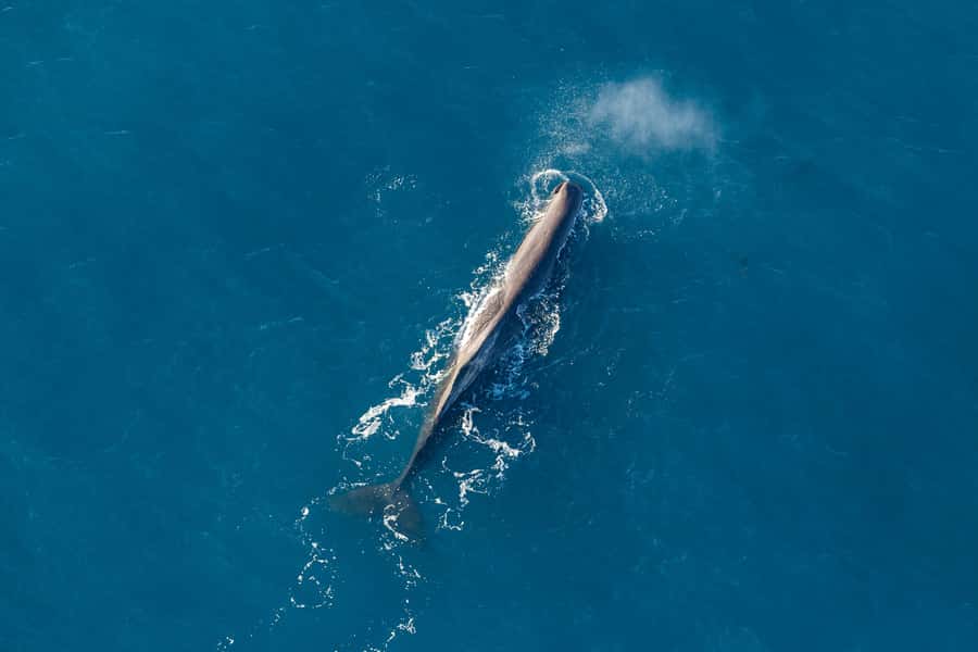 Kaikoura: 1-Hour Whale Watching Helicopter Tour - Searching for sperm whales above the marine reserve