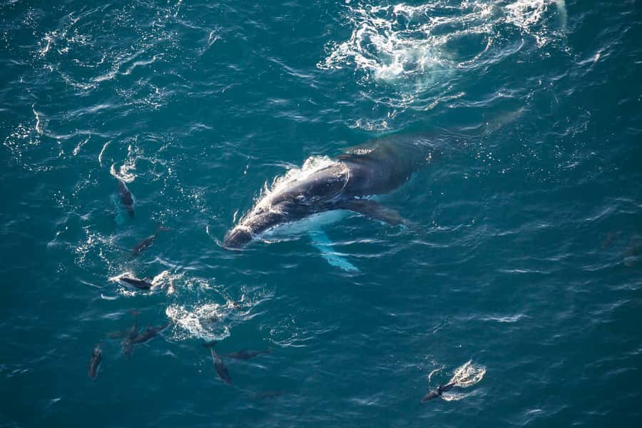 Kaikōura: 45-Minute Whale Watching Helicopter Tour - Looking down on Kaikōura’s sperm whales