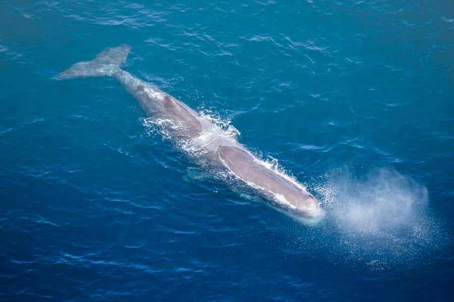 Kaikōura: 45-Minute Whale Watching Helicopter Tour - What the high ratings tell you