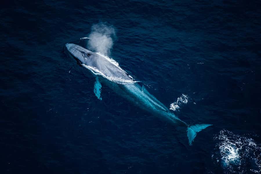 Kaikōura: 45-Minute Whale Watching Helicopter Tour - Who should book this flight?