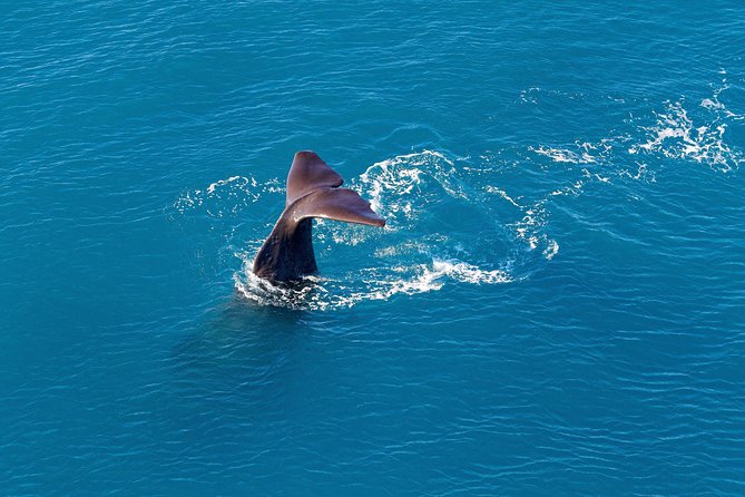 Kaikoura Helicopters Classic Whale Watch - Why Kaikōura works so well from the air