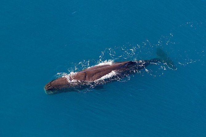 Kaikoura Helicopters Classic Whale Watch - Why the helicopter may suit you better than a boat