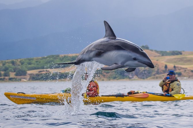 Kaikoura Helicopters Classic Whale Watch - The small-aircraft feel and personal service