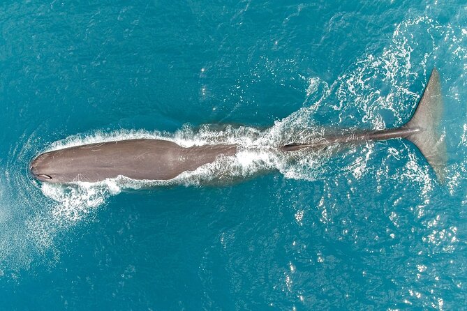 Kaikoura Helicopters Classic Whale Watch - Is $223.41 a fair price?