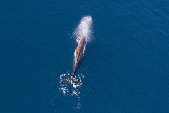 Kaikoura Helicopters Extended Whale Watch - From the helipad to the whale grounds