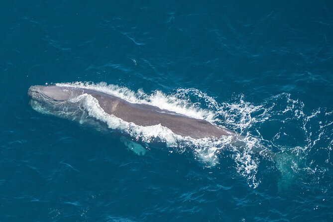 Kaikoura Helicopters Top n Tail Whale Watch flight - Why this route captures Kaikōura so well