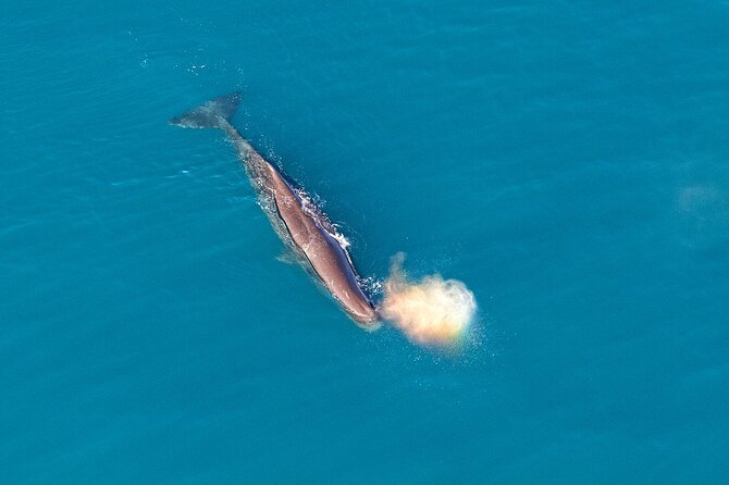 Kaikoura Helicopters Top n Tail Whale Watch flight - What the pilot adds to the hour