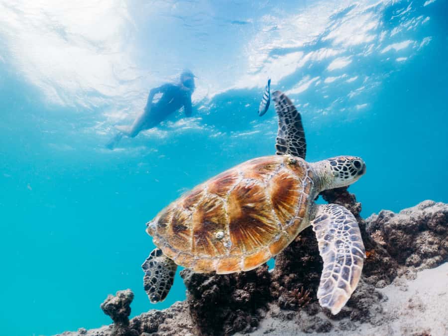 Moreton Island: Tangalooma Snorkel Tour with Helicopter Tour - The 75-minute boat ride from Brisbane