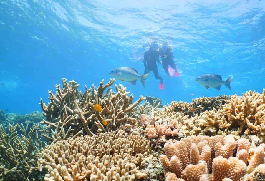 Port Douglas: Outer Barrier Reef Cruise & 10 Min Helicopter - The 10-minute helicopter flight