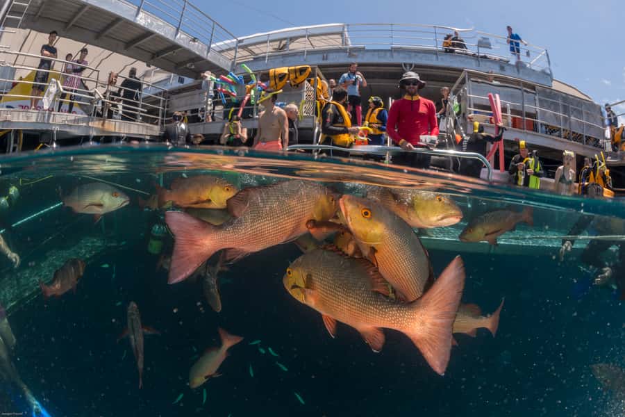 Port Douglas: Outer Barrier Reef Cruise & 10 Min Helicopter - Is the Agincourt Reef package worth booking?