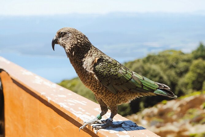 Scenic Helicopter & Kepler Guided Hike from Te Anau with Lunch - What the $483.43 price really buys