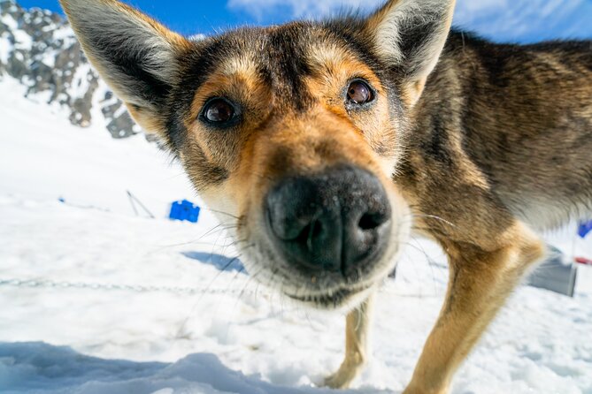 Seward: Helicopter Glacier Dogsled Tour with 2 Landings - FAQ